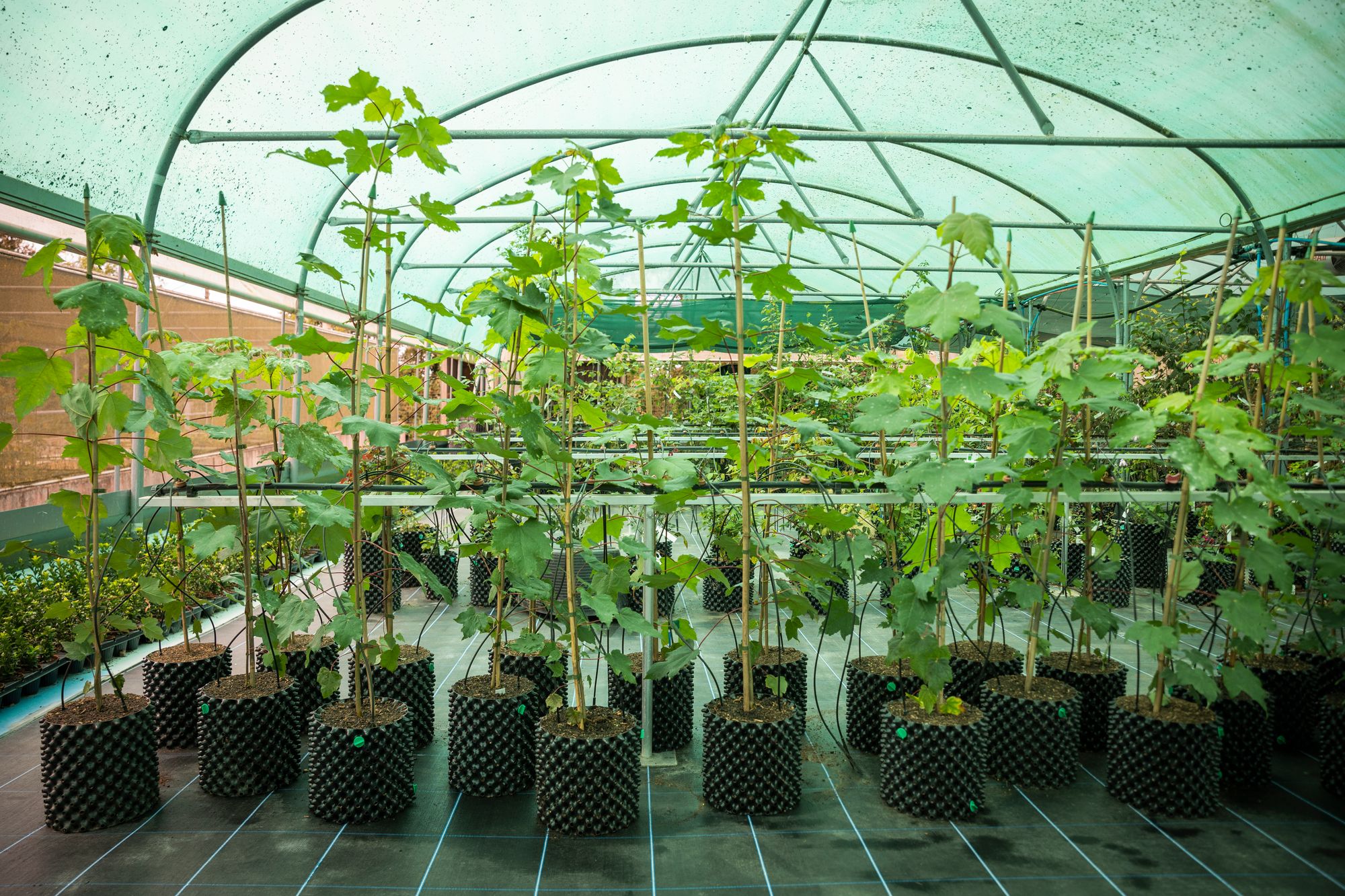 The Sycamore Gap seedlings at the National Trust Plant Conservation Centre in August 2024