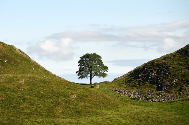 <p>The beloved Sycamore Gap tree before it was felled</p>