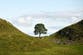 National Trust announces winner of Sycamore Gap artwork competition with ambitious ‘soundscape’ set to go on display