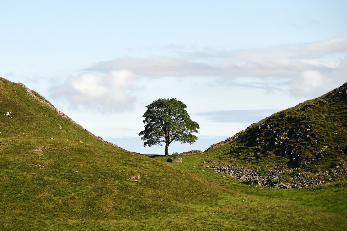 First saplings grown from iconic Sycamore Gap to be planted after tree was illegally felled