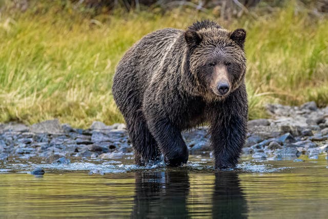 <p>Students in Canada were attacked by a huge grizzly bear while on a walk through the woods with their teachers</p>