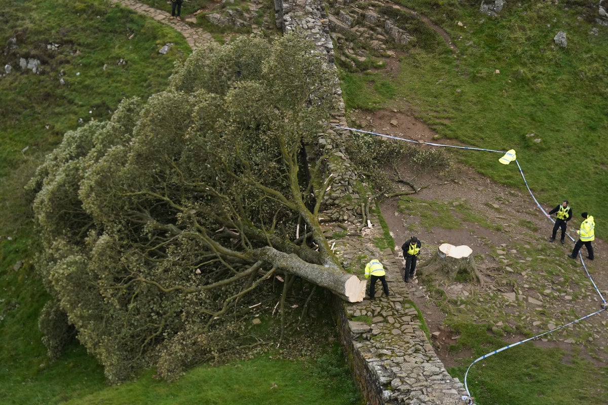 Sycamore Gap tree sapling stolen from National Trust castle