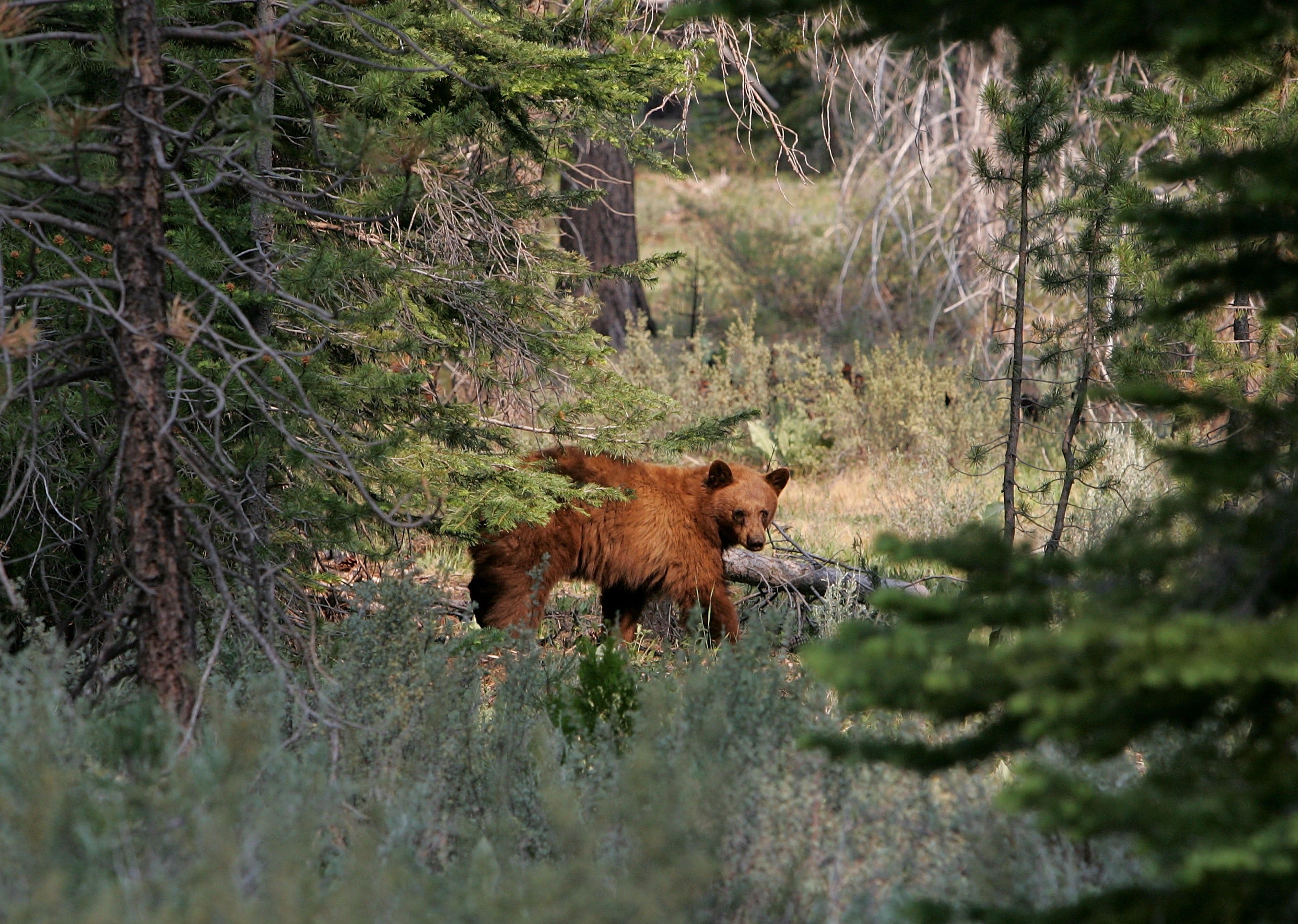 A bear entered a home near Lake Tahoe in search of food, injuring an elderly couple