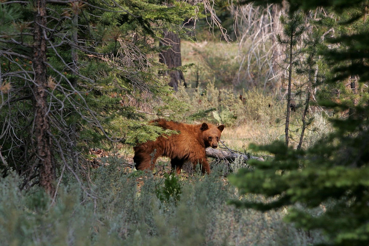 Hungry bear getting ready to hibernate broke into Nevada home and attacked elderly couple inside