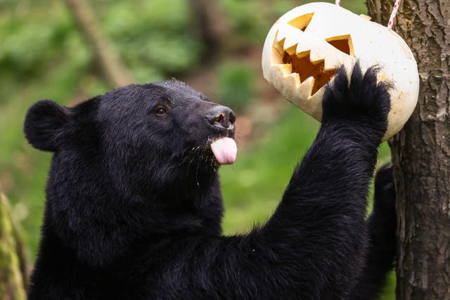 <p>File: Baloo, an Asiatic black bear investigates a pumpkin at Five Sisters Zoo ahead of Halloween on 24 October 2024</p>