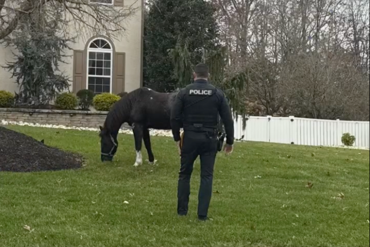 Horse nicknamed Seabiscuit captured after leading police on chase around New Jersey town Horse nicknamed Seabiscuit captured after leading police on chase around New Jersey town
