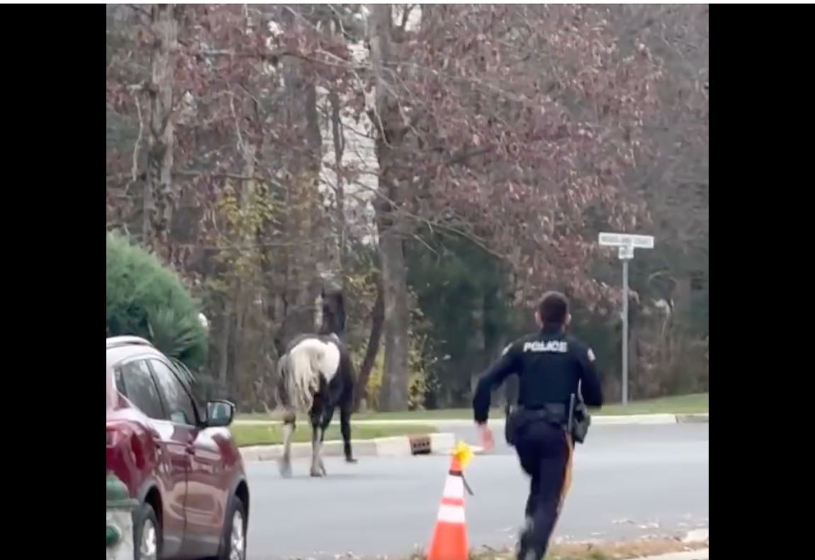 Footage captured one of the officers racing after the horse, nicknamed Seabiscuit