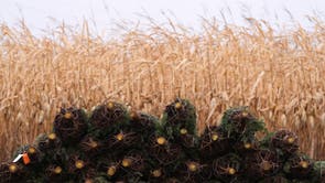 Christmas Tree Auction