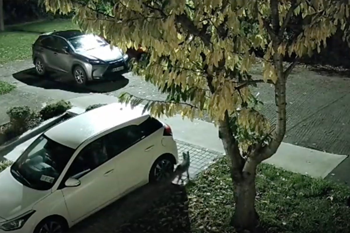 Car owners forced to put chicken wire around cars after fox attacks on wires