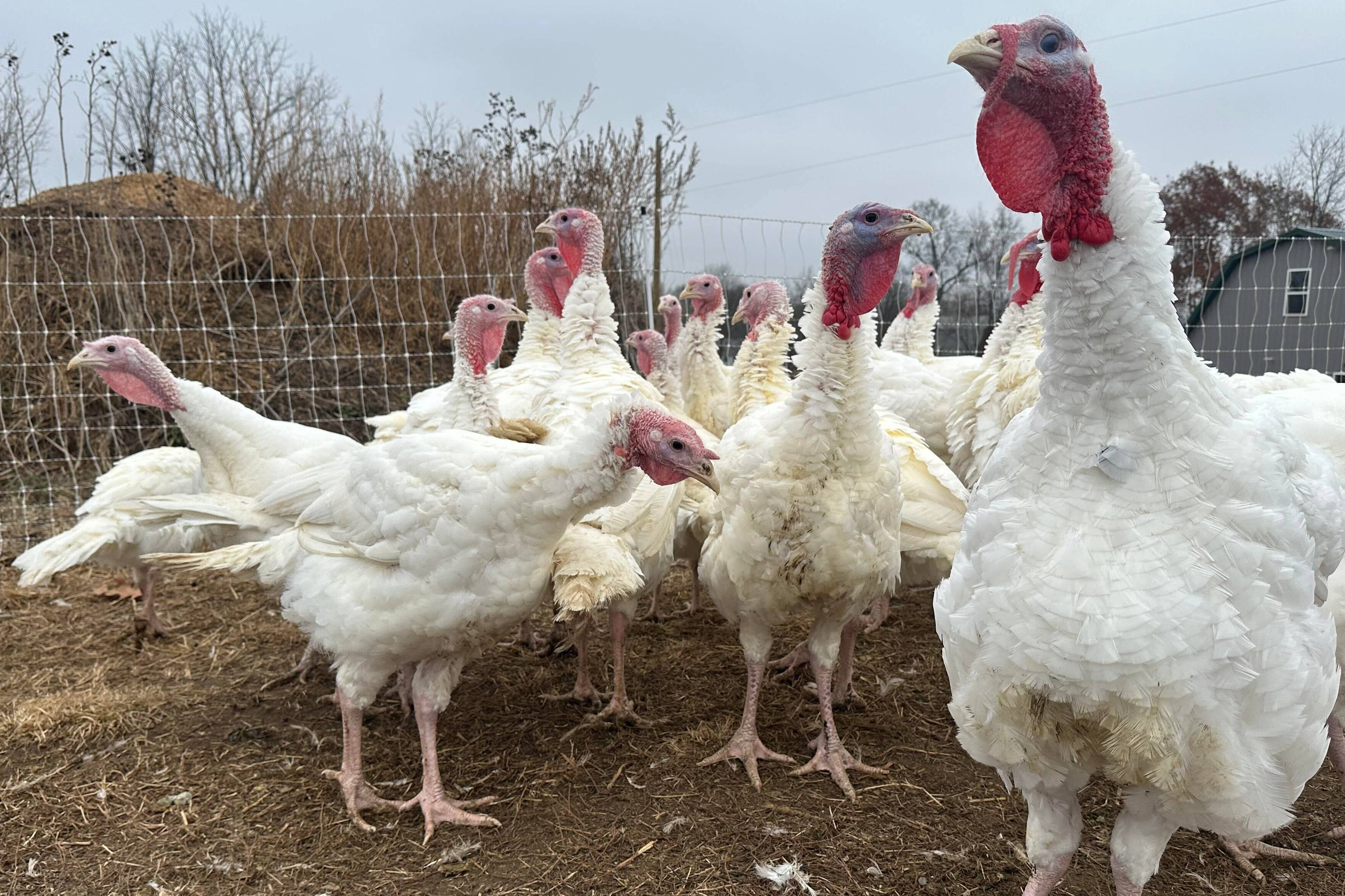 <p>Turkey populations in the US are at a 40-year low</p>