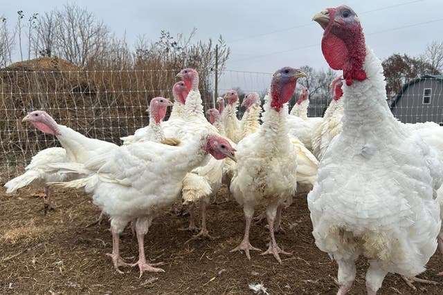 <p>Turkey populations in the US are at a 40-year low</p>