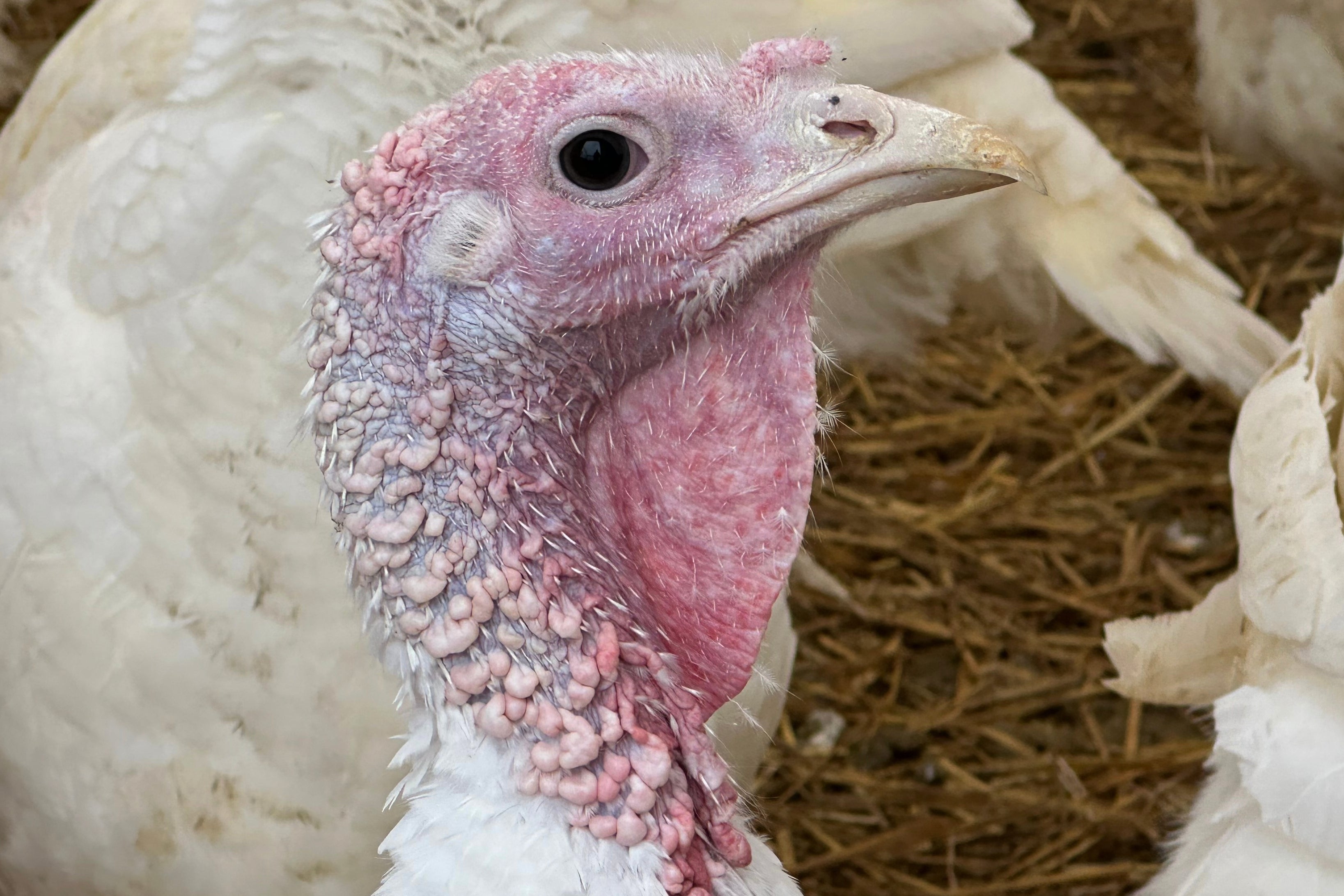 The cost of turkeys has skyrocketed in 2025. In the second week of November, frozen 8-16 pound hens were averaging $1.77 per pound, up 81 per cent from the same period last year