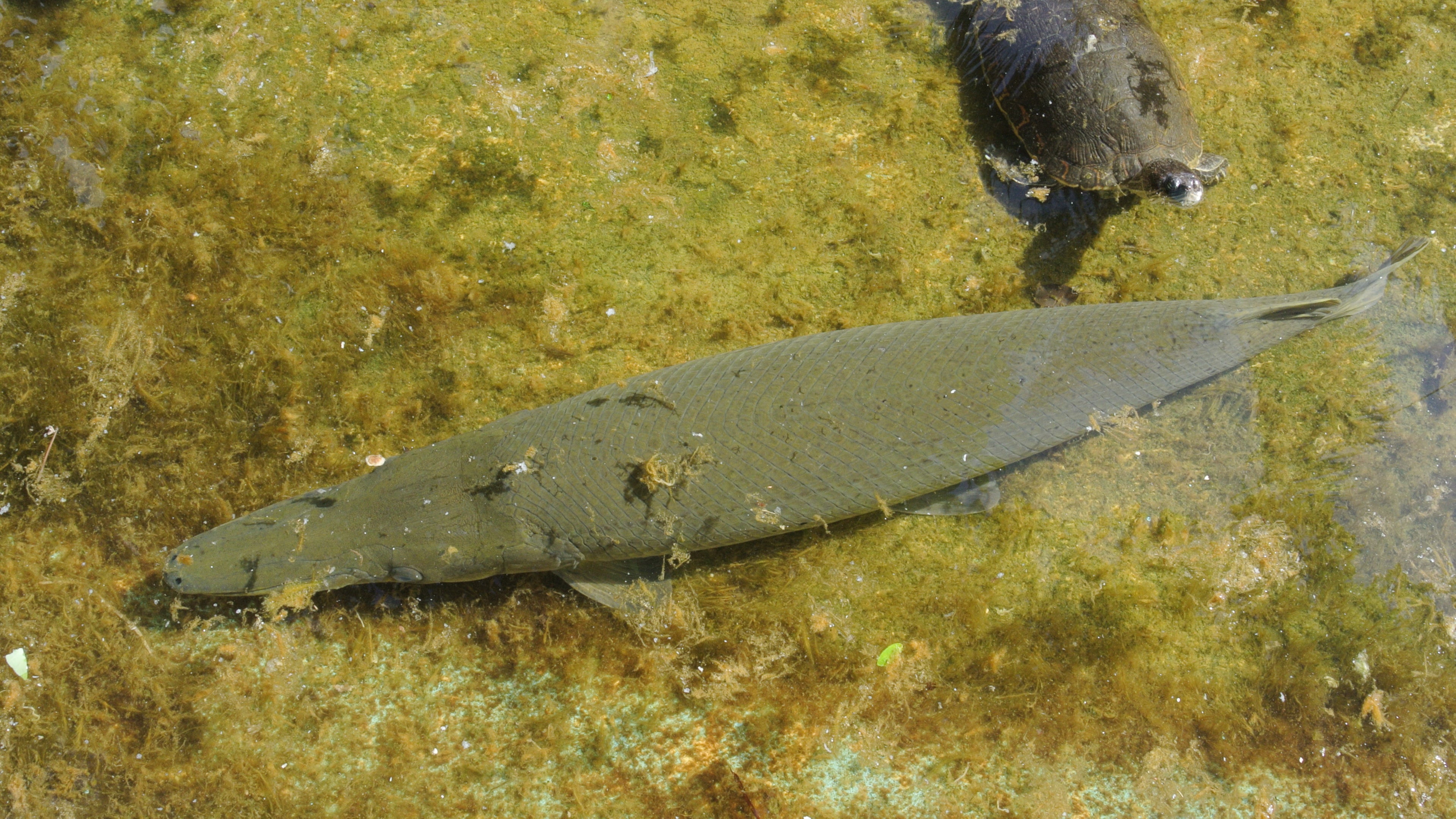 The garfish, described as long, slender, its snout filled with sharp teeth, is considered ‘critically endangered’