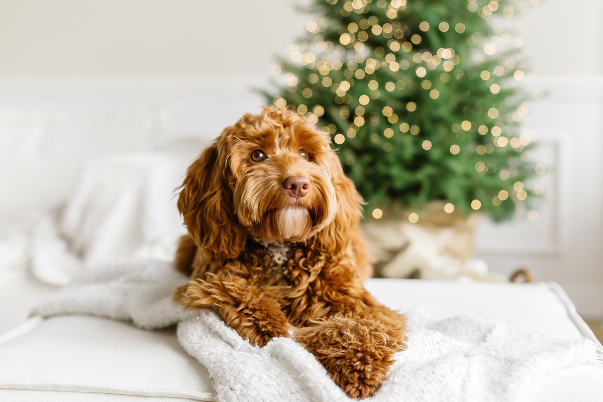 ‘Tis the season to be safe: Why pet insurance makes sense ahead of the holidays