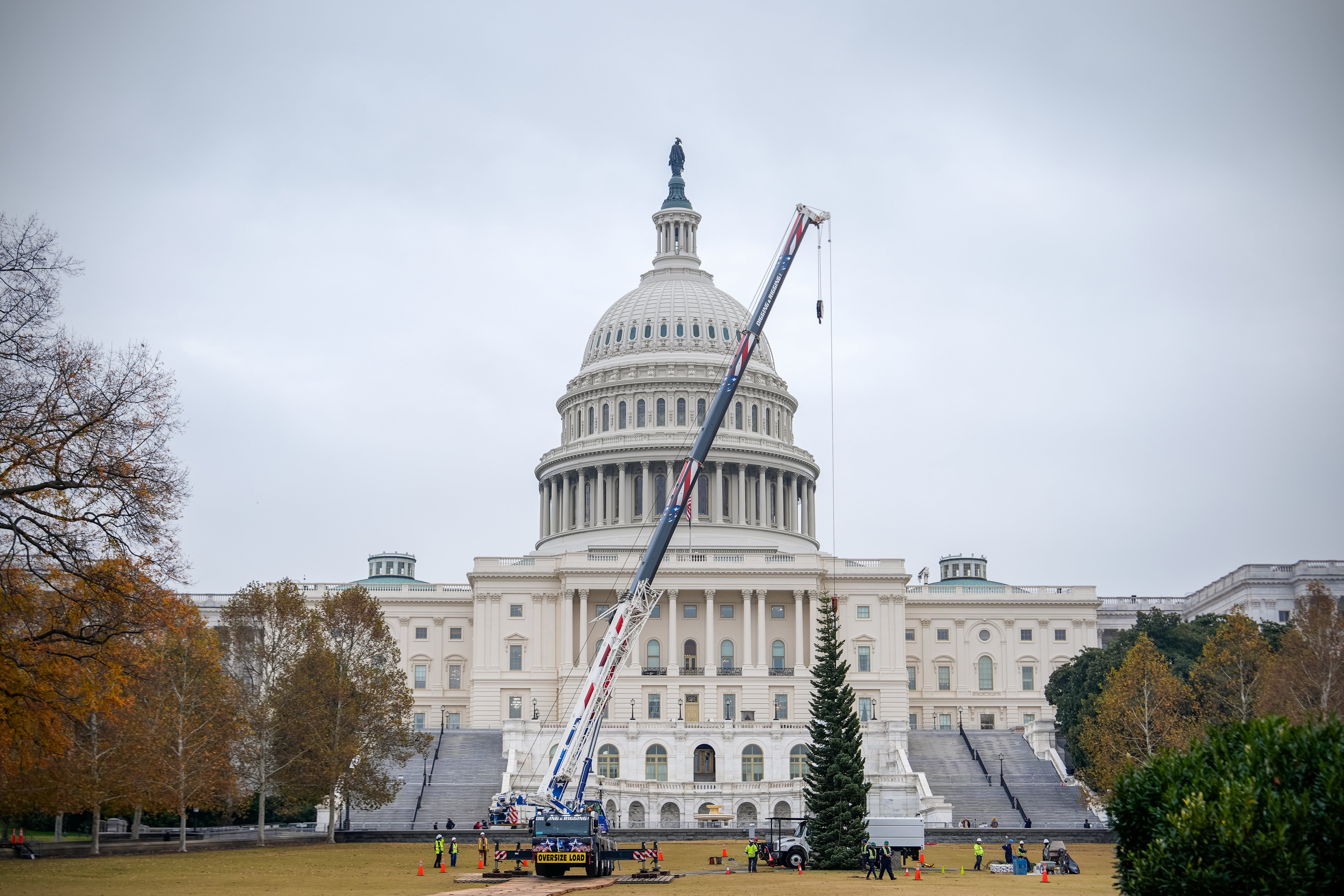 Capitol Christmas Tree