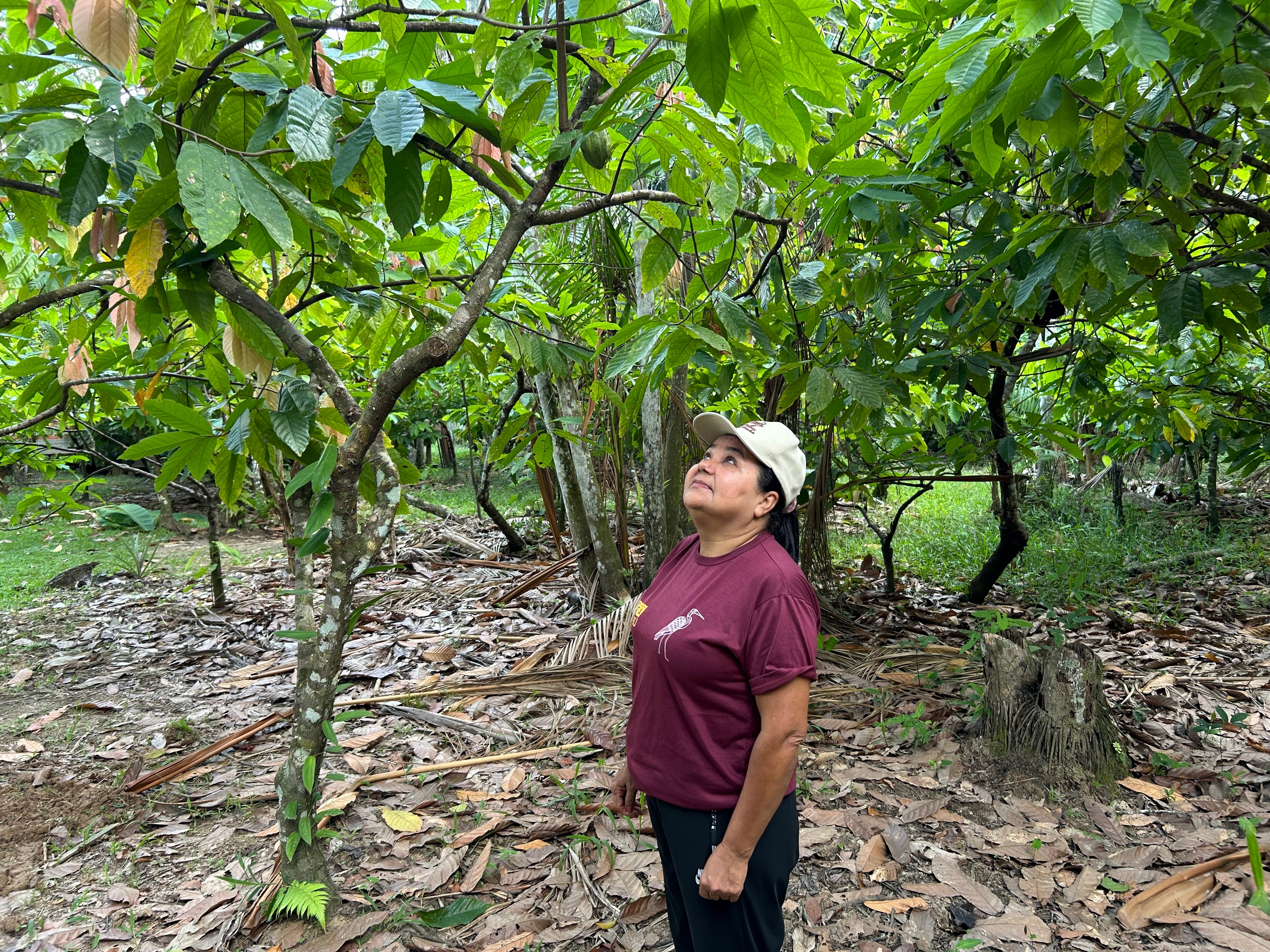 Dona Nena inspects cocoa beans on her farm on Combu Island