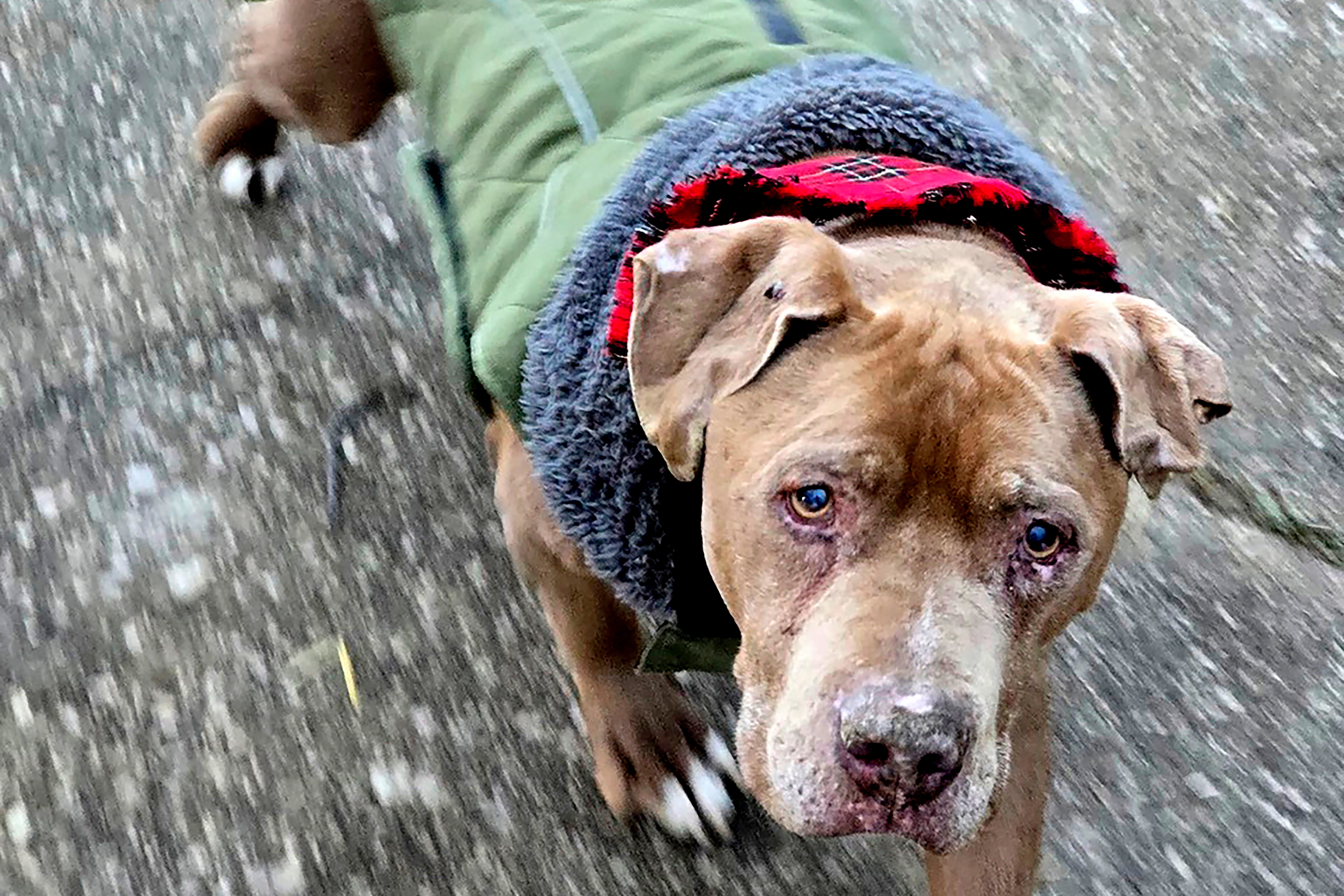 Veterinarian Dog Dispute