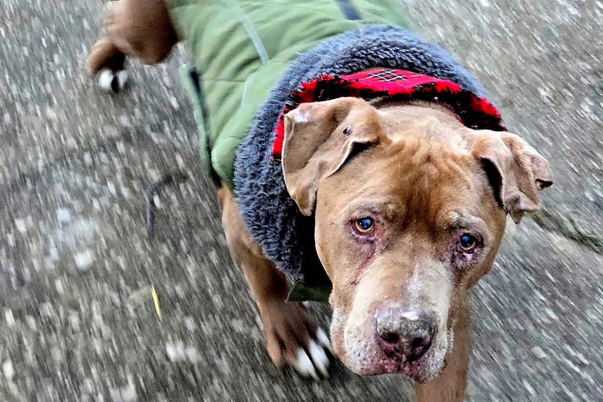 Michigan veterinarian who refused to return ailing dog to homeless man to spend 10 days in jail