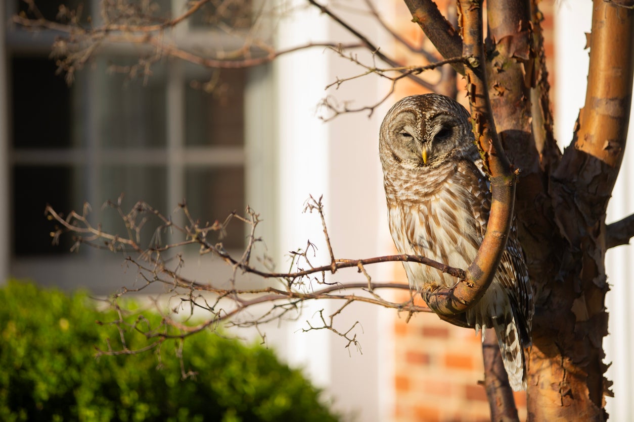 Stripping away nature protections will leave wildlife vulnerable, environmentalists argue