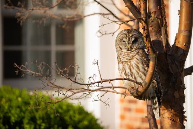 <p>Stripping away nature protections will leave wildlife vulnerable, environmentalists argue</p>