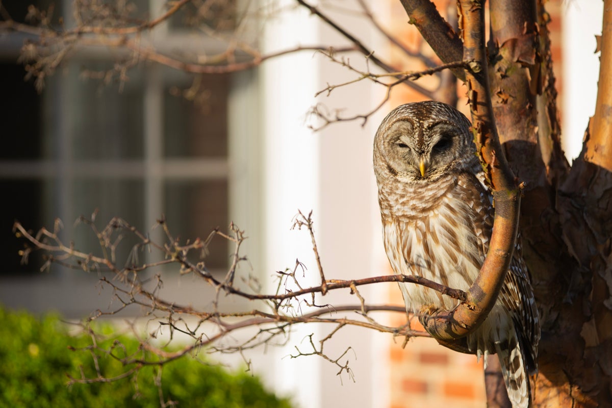 Labour's blinkered drive to build could push nature to point of no return'