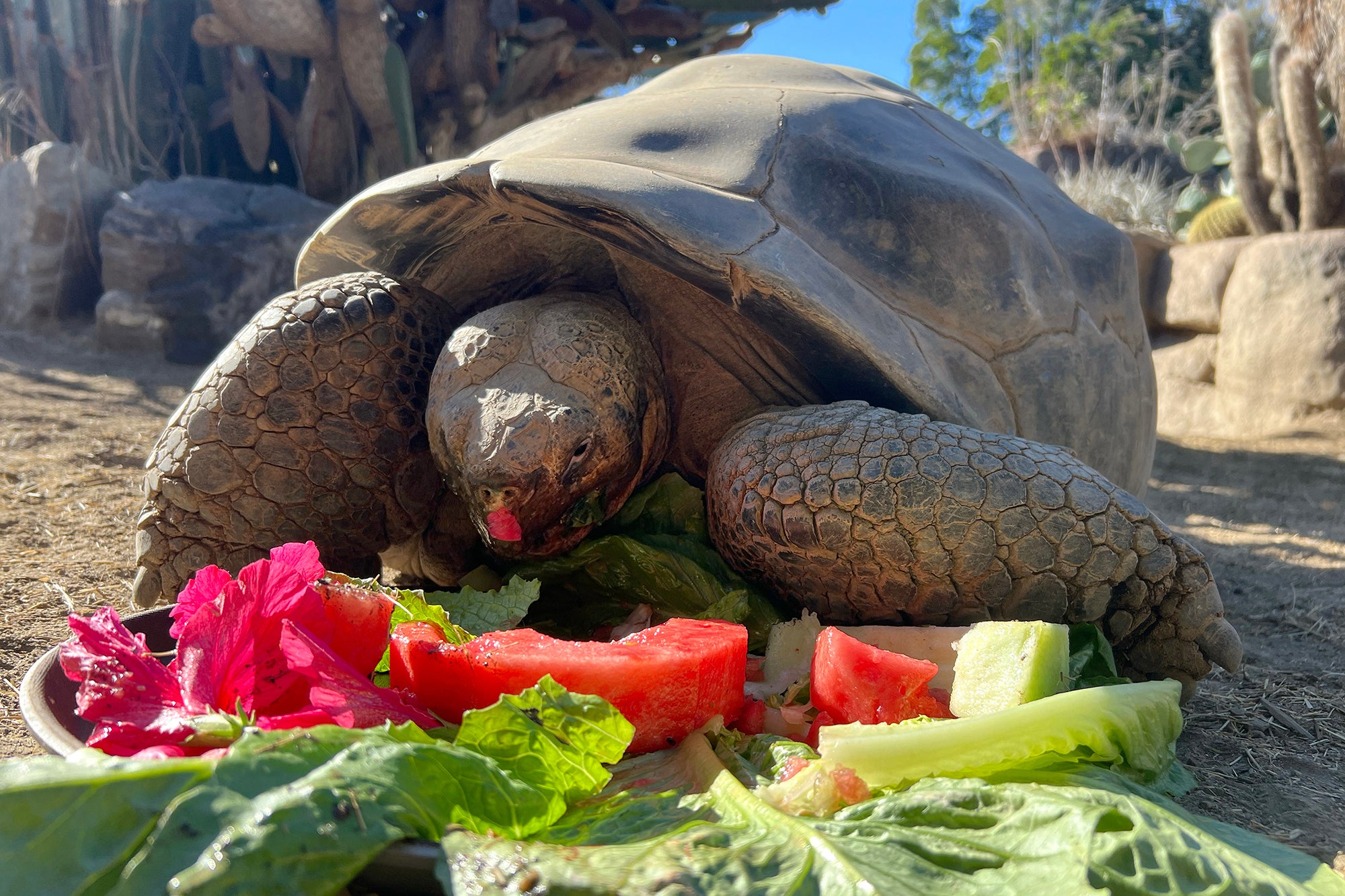 Galapagos tortoises can live for over 100 years in the wild, and close to double that in captivity