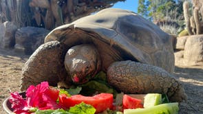 Galapagos Tortoise Dies