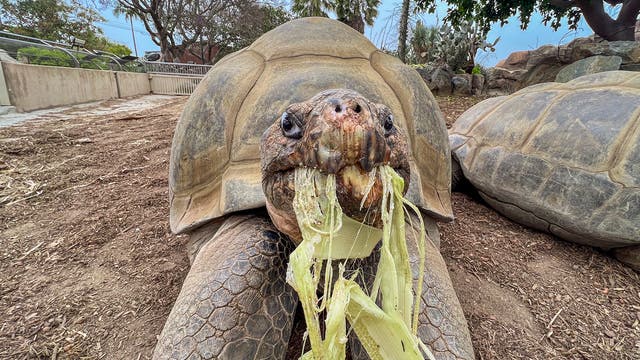 Galapagos Tortoise Dies