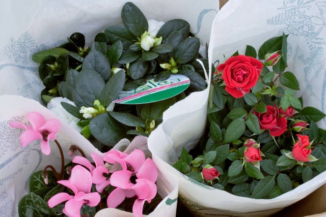 Expert tips on why those colourful plants may fail to thrive around your house at this time of year (Alamy/PA)