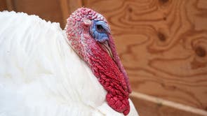 Turkey Adoptions