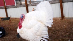 Turkey Adoptions