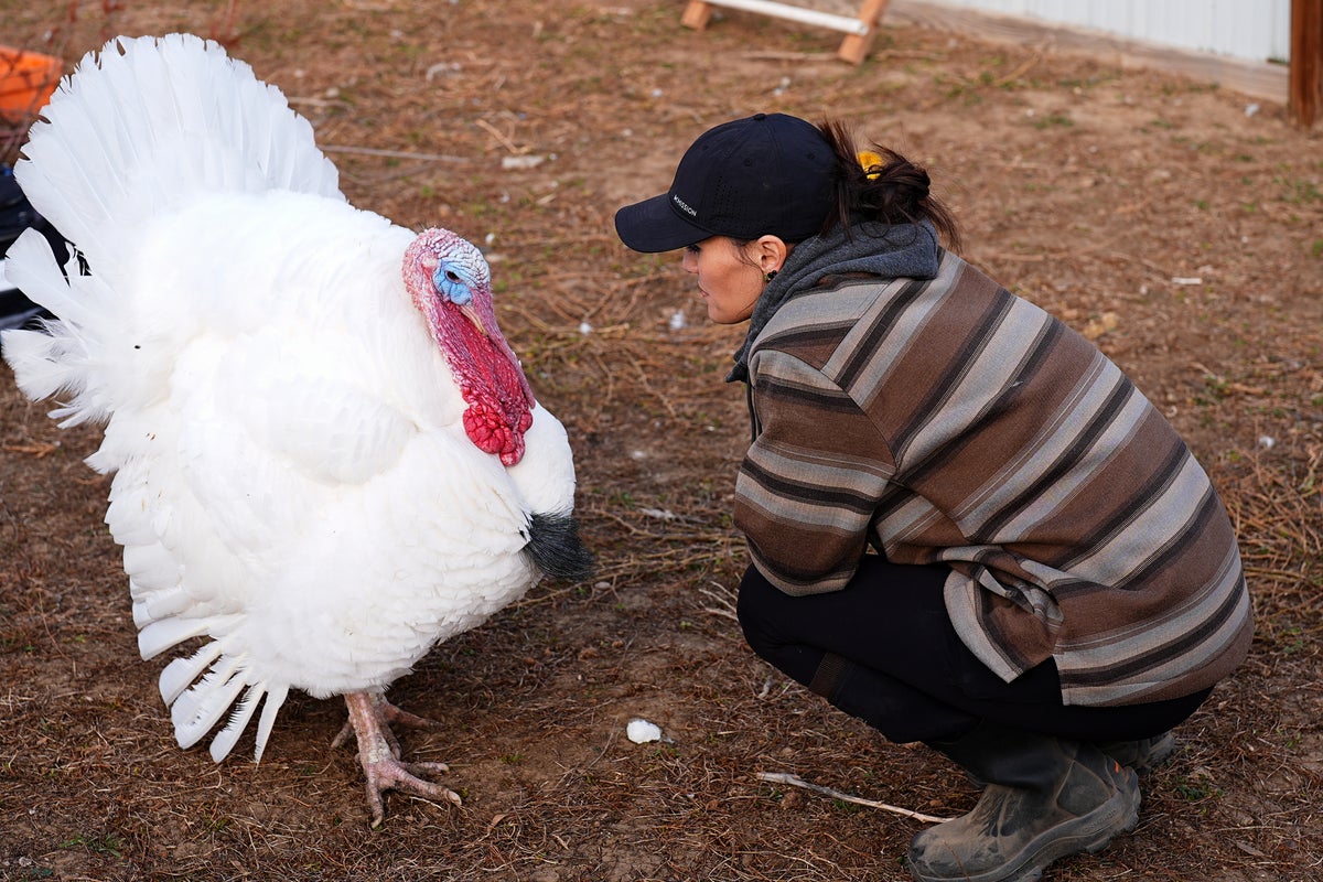 Americans &lsquo;adopting&rsquo; turkeys rather than eating them in unusual Thanksgiving tradition