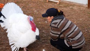 Turkey Adoptions