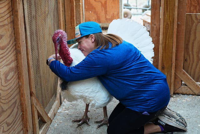 <p>Lanette Cook, education and engagement manager at Luvin Arms Animal Sanctuary, hugs a pardoned turkey named Gus that now lives at the rescue.</p>