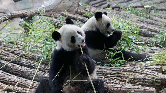 France China Pandas