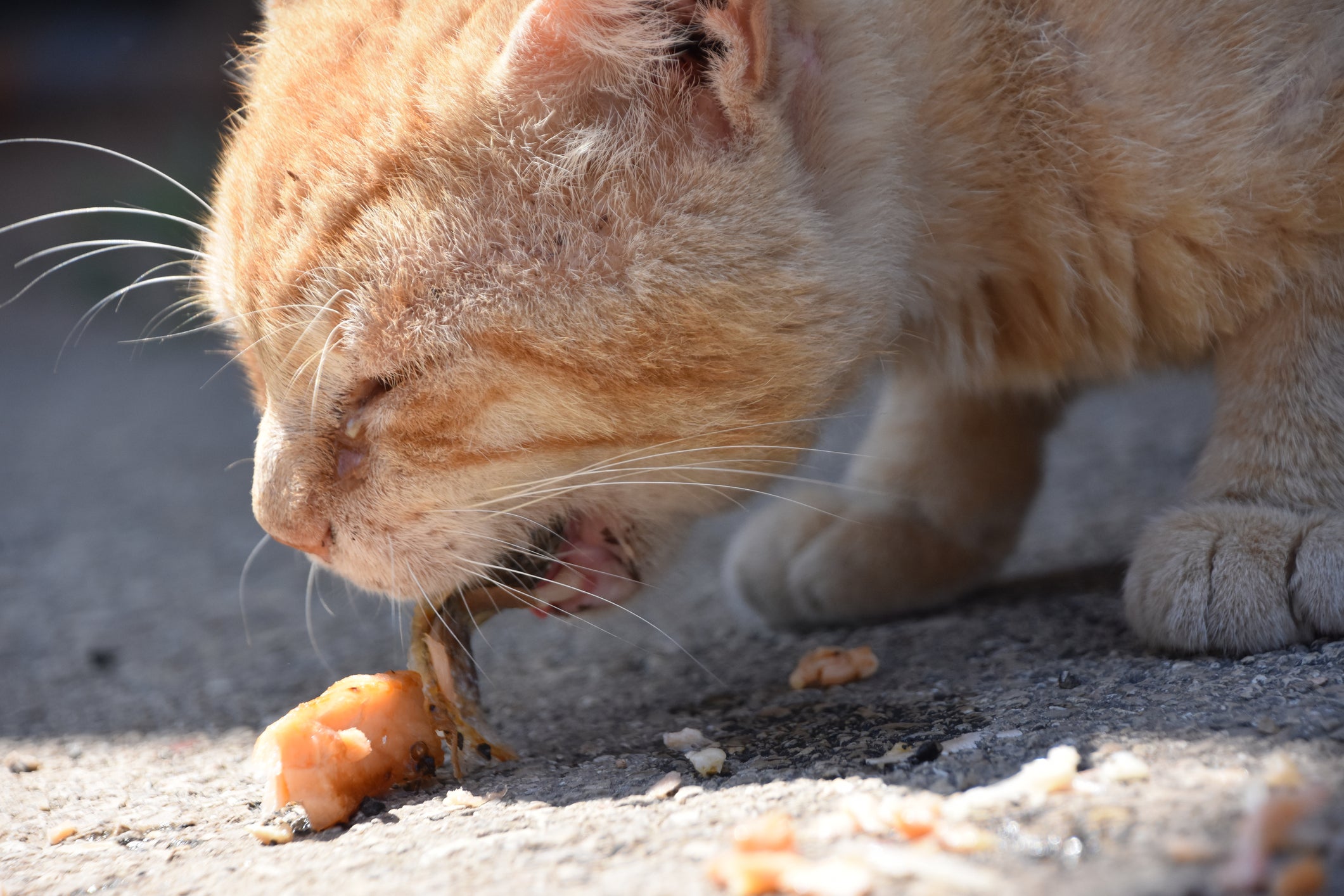Cats can easily choke on cooked bones, which can also break up and become lodged or tear their esophagus