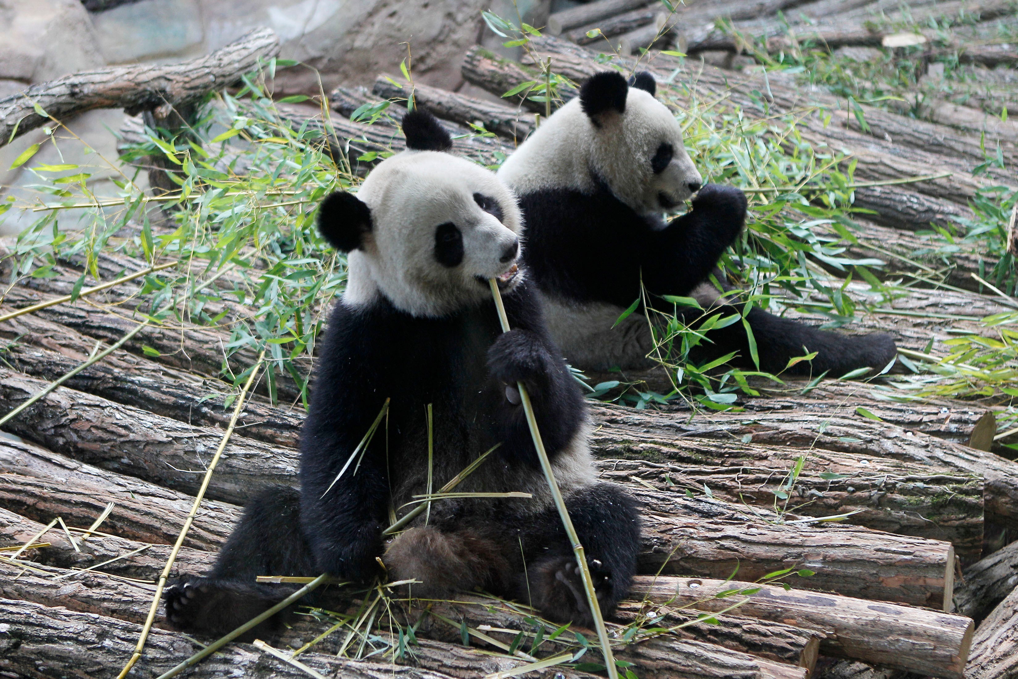 FRANCIA-CHINA-PANDAS