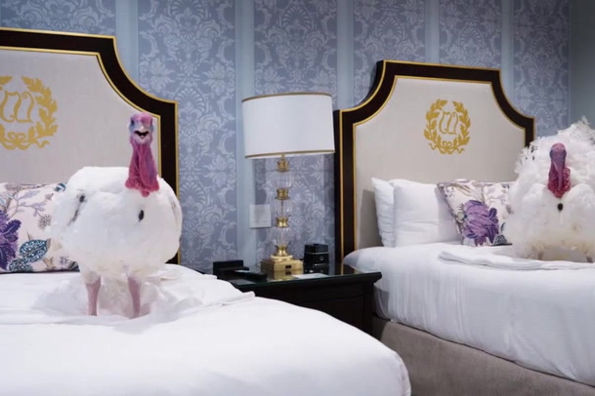 Gobble and Waddle live it up in luxury hotel ahead of White House turkey pardon