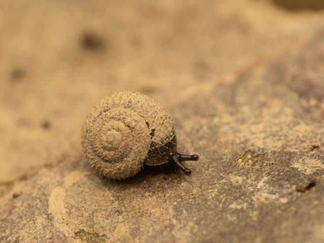 <p>Undated handout photo issued by the Citizen Zoo of a German hairy snail. Conservationists and citizen scientists have joined forces for a project to save London's hairy ice-aged snail.</p>