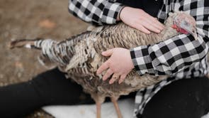 Turkey Cuddle Therapy