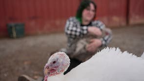 Turkey Cuddle Therapy