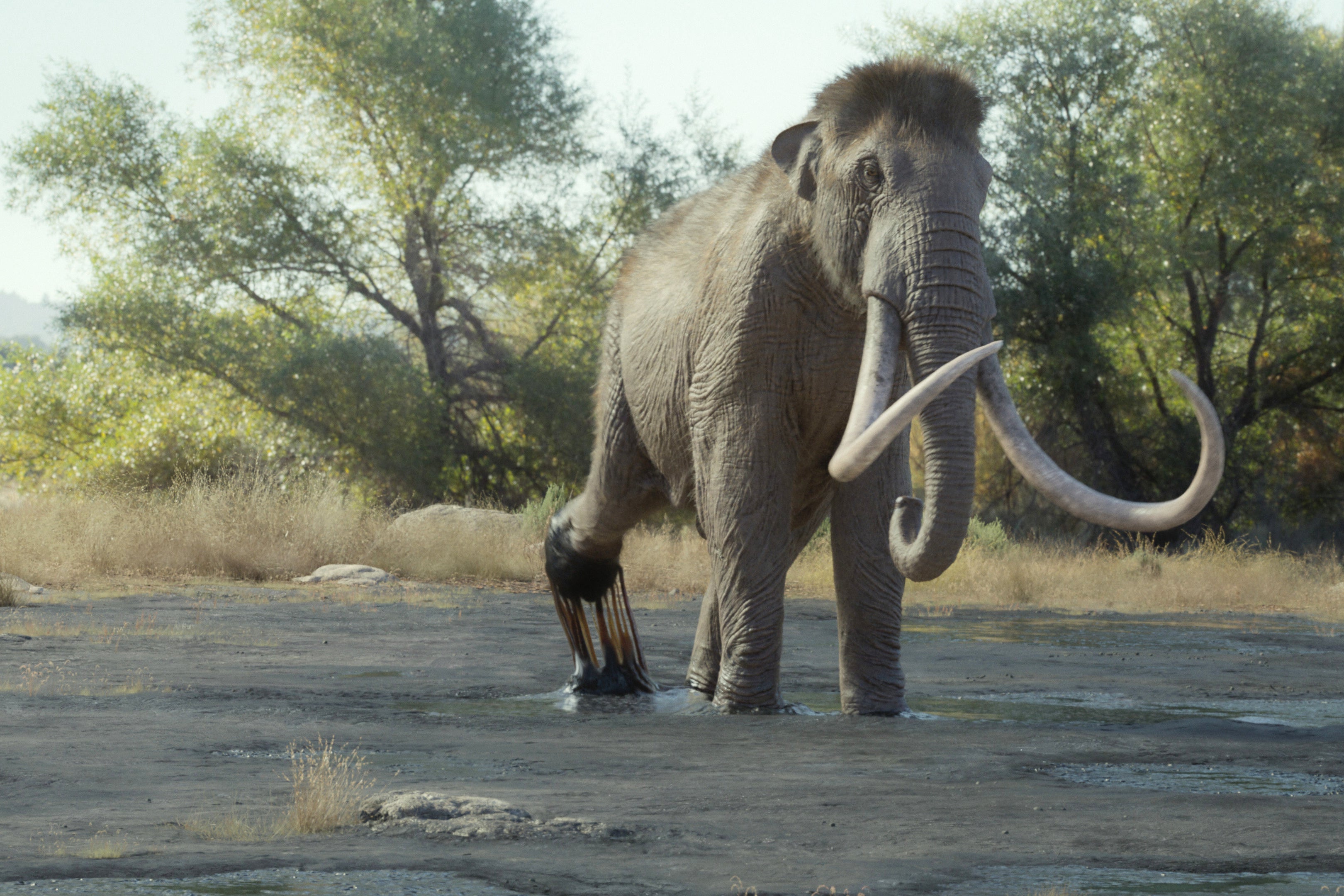 This computer generated image released by Apple TV shows a Mammuthus columbi, the warm-weather relative to the woolly mammoth, stepping in tar in a scene from ‘Prehistoric Planet: Ice Age’