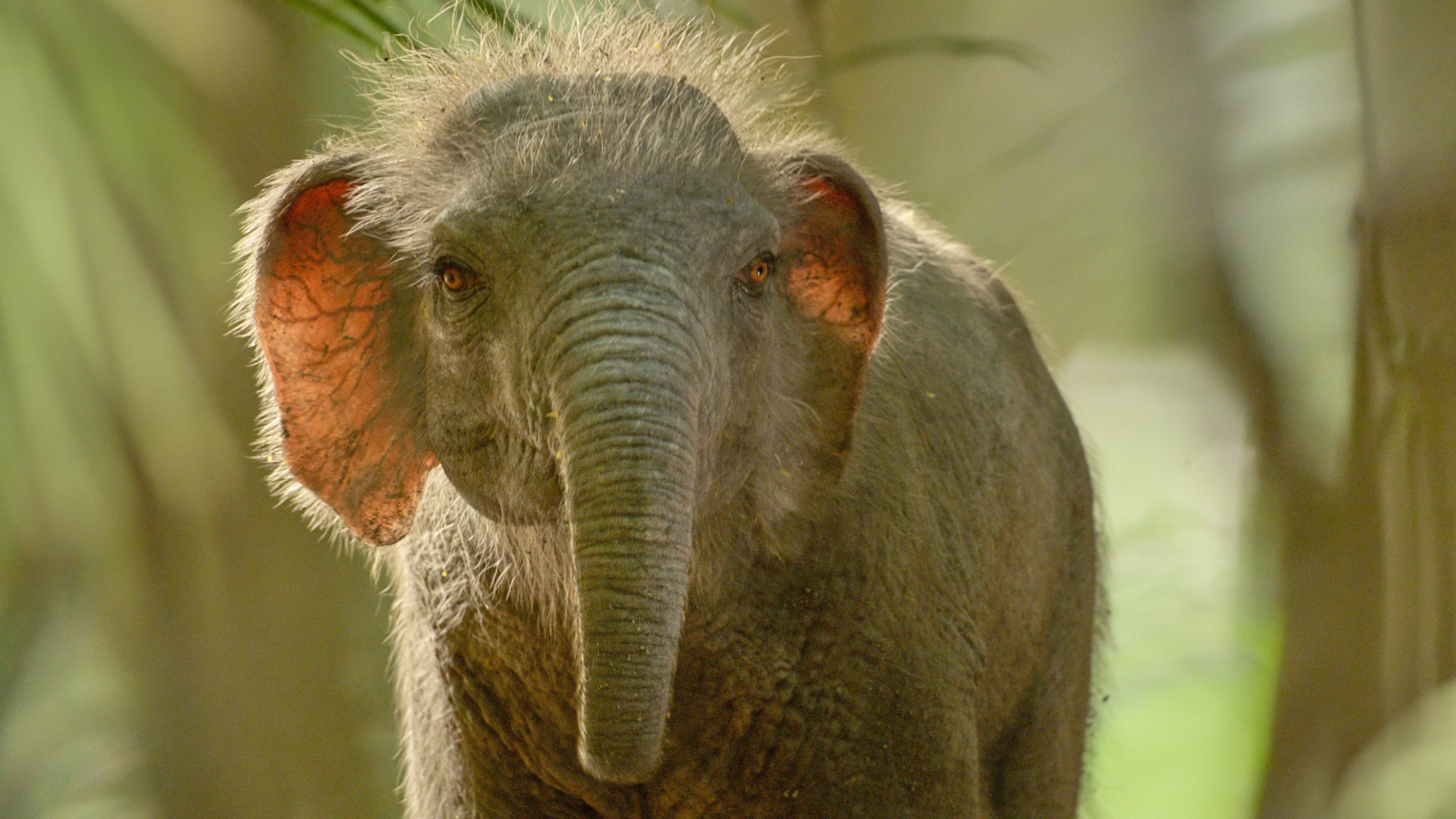 TV-Prehistoric Planet