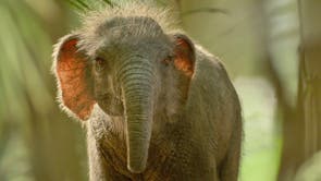 TV-Prehistoric Planet