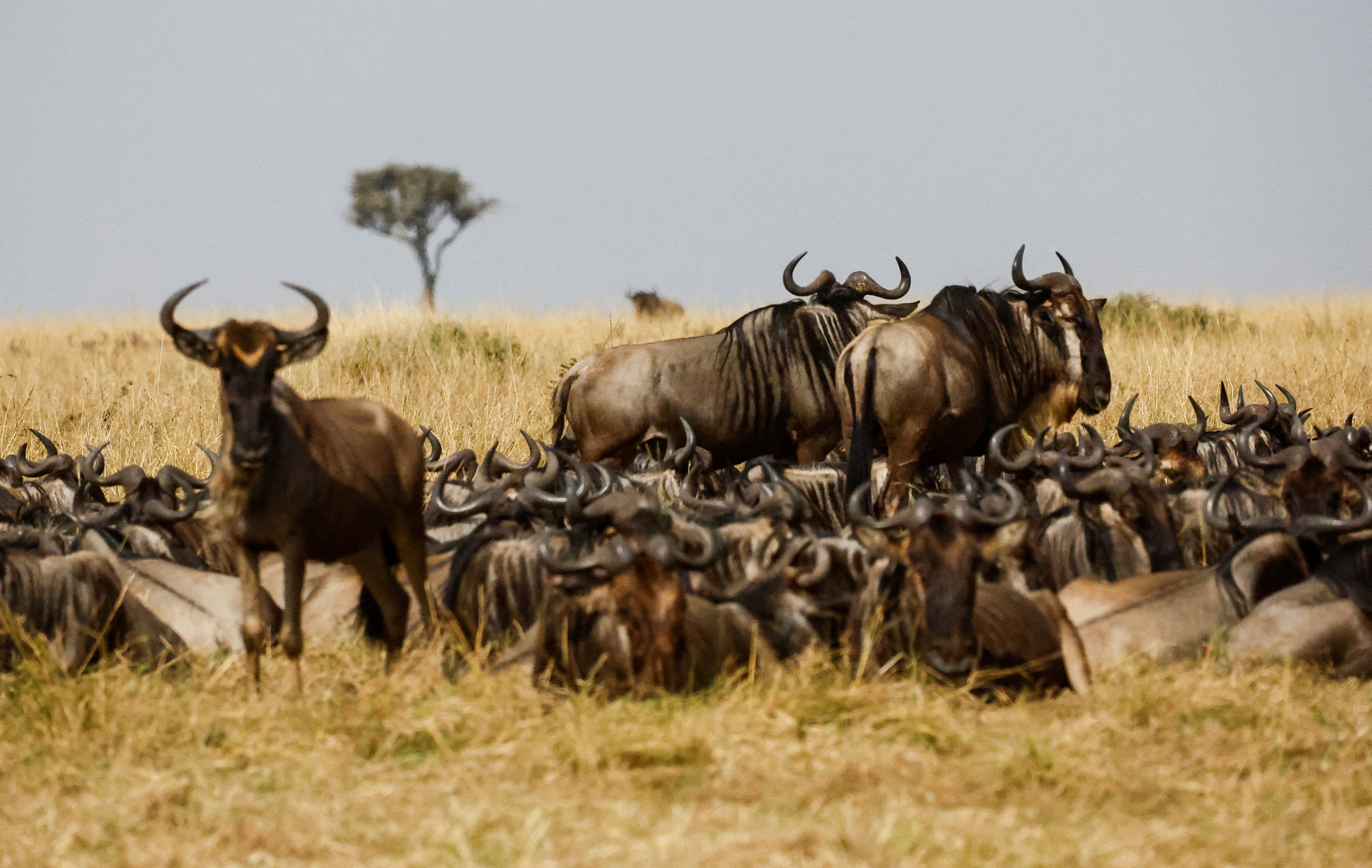 Wildebeests (Connochaetes taurinus) gather in the dry fields during their migration to the greener pastures, between the Maasai Mara game reserve and the open plains of the Serengeti, southwest of Nairobi, in the Maasai Mara game reserve, in Narok county, Kenya August 7, 2025