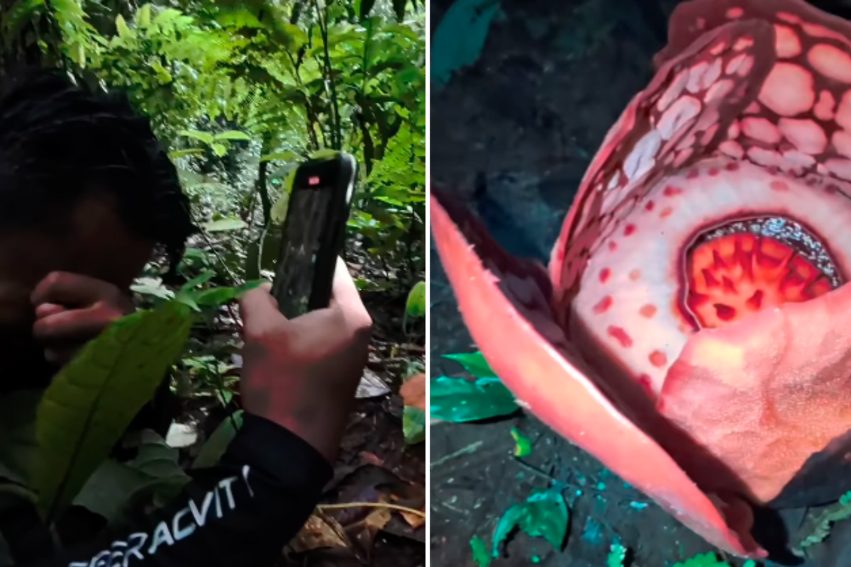 Moment scientist finds rare flower in rainforest after 13-year search