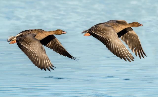<p>A gaggle of geese attacked a 72-year-old woman</p>