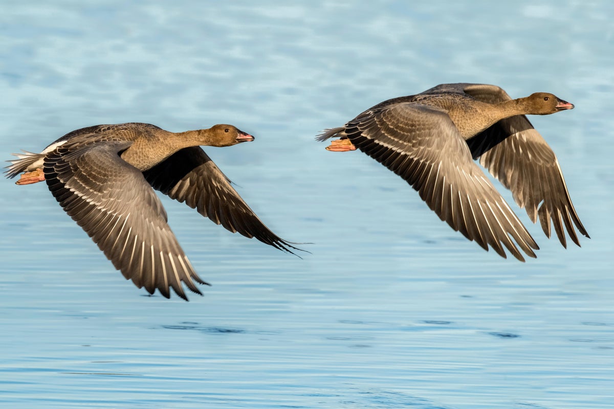 Geese attack leaves Texas woman, 72, with broken pelvis and internal bleeding