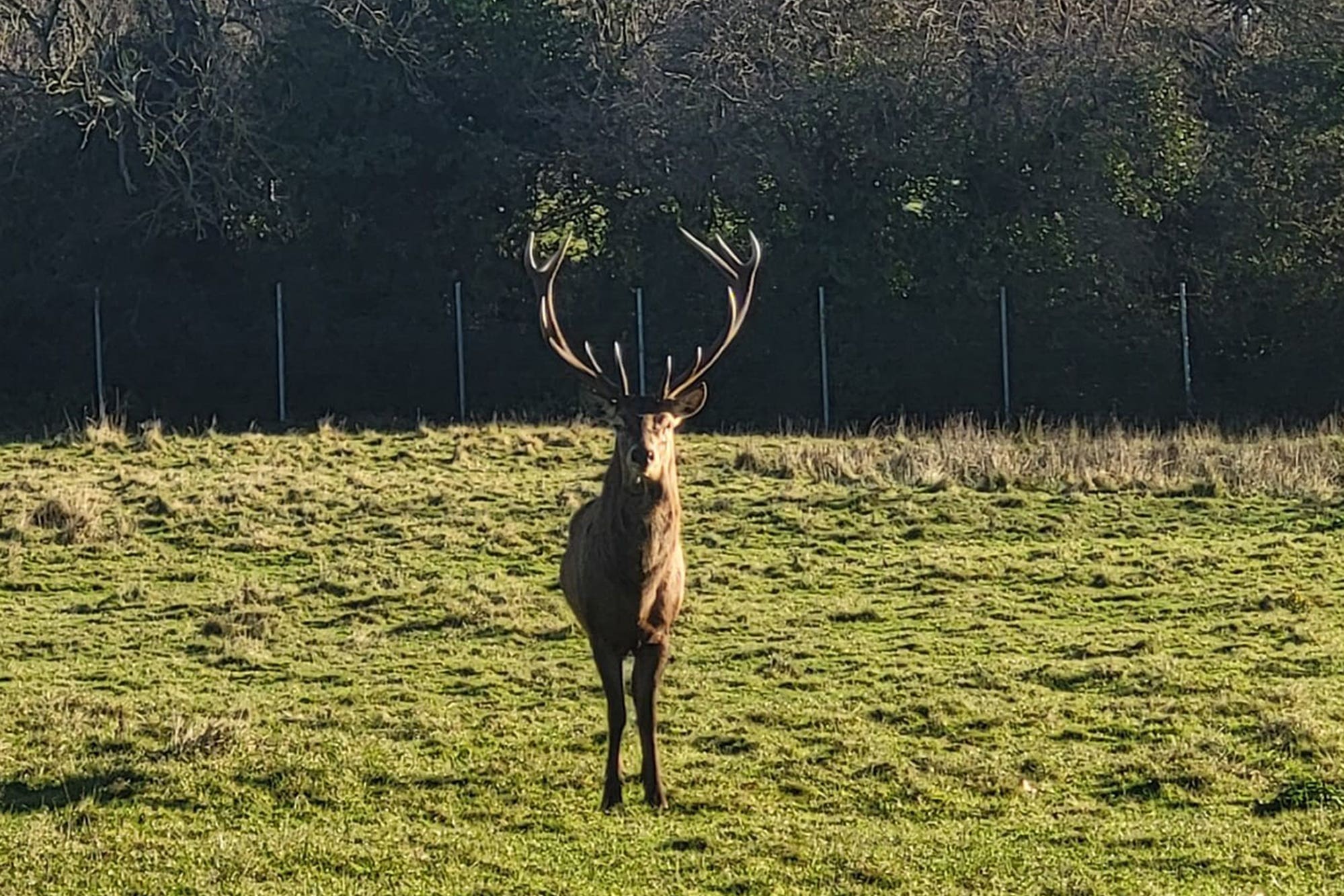 The stag was found beheaded in Co Dublin (Fingal County Council)