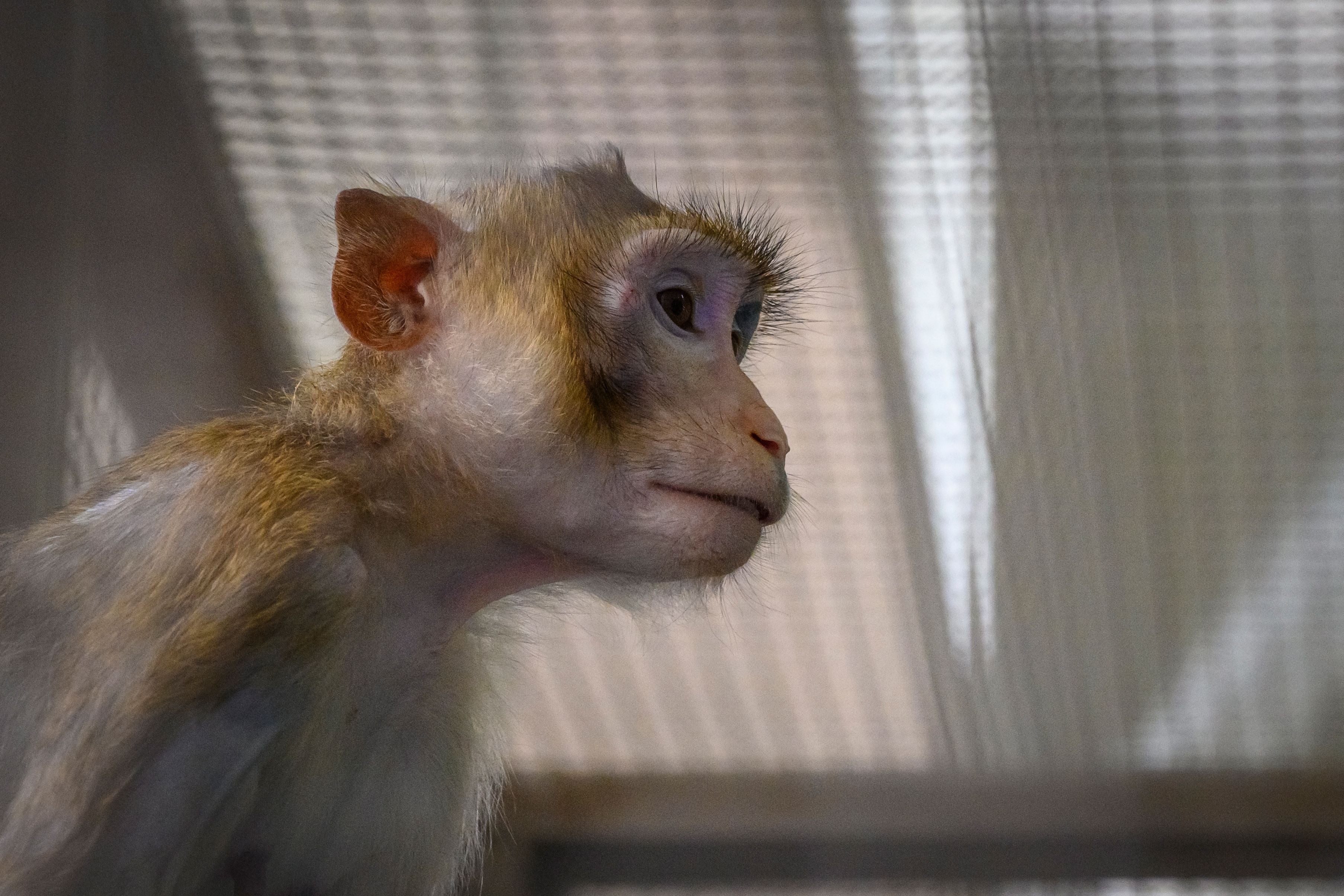 A lab monkey sits in its cage
